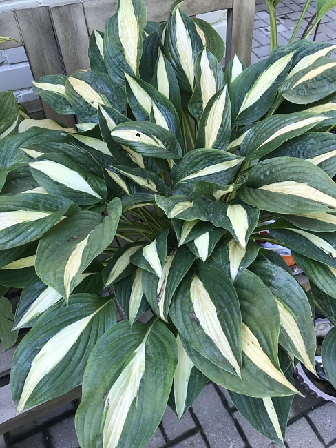 Хоста Бизнес 